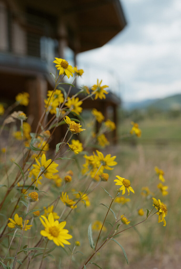 flowers blooming outside a vacation rental in colorado